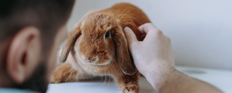 Comment choisir un métier animalier pour votre reconversion ?